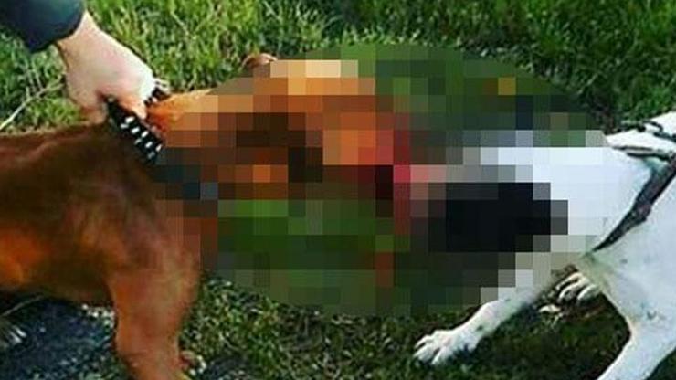 Sokaktaki kedi ve köpeklere pitbulllu işkenceye rekor ceza