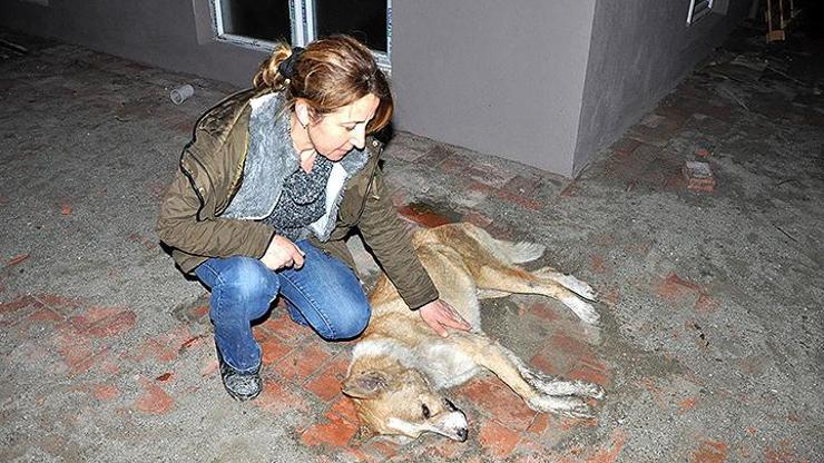 İlaçlı etle zehirlendiler