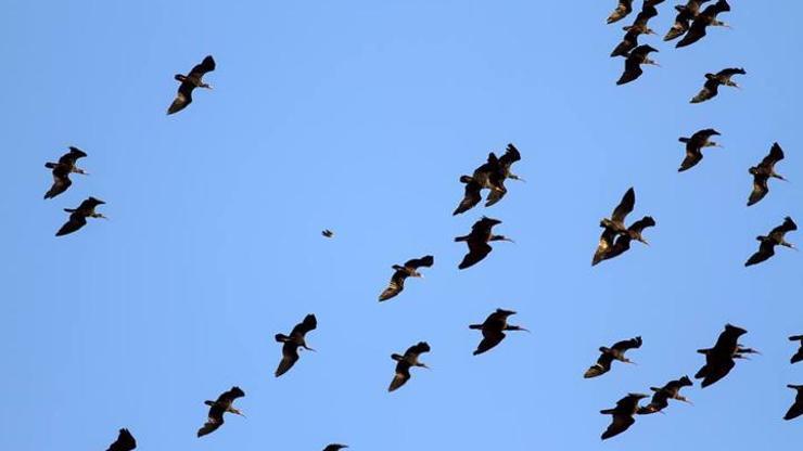 Kelaynakların göçü de Suriyedeki savaşa takıldı
