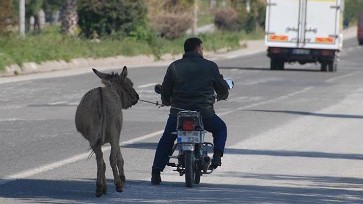 Karayolunda eşeğe motosikletli eziyet