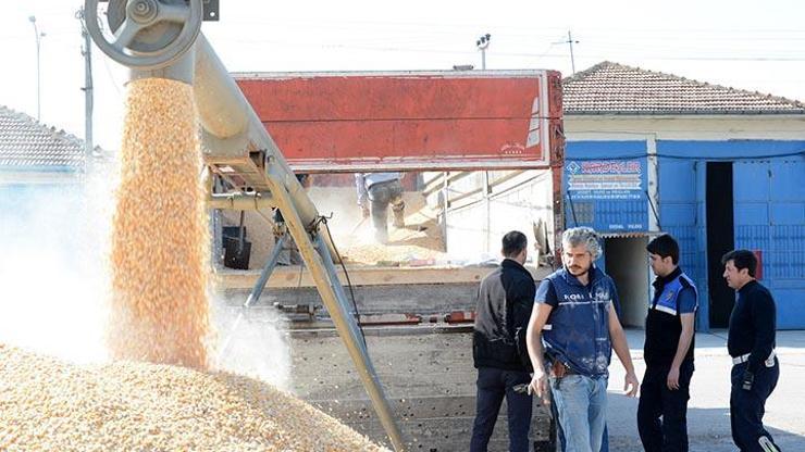 Ankara Üniversitesi: Türkiyede yetişen mısırda GDO yok