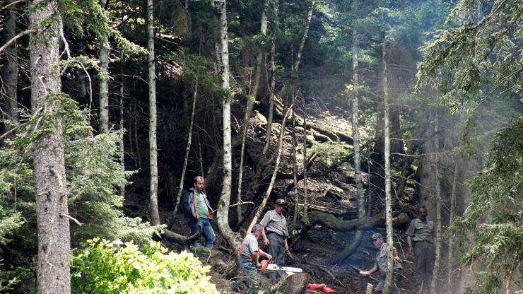 Artvin’de elektrik hattı için ağaç kesimine tepki