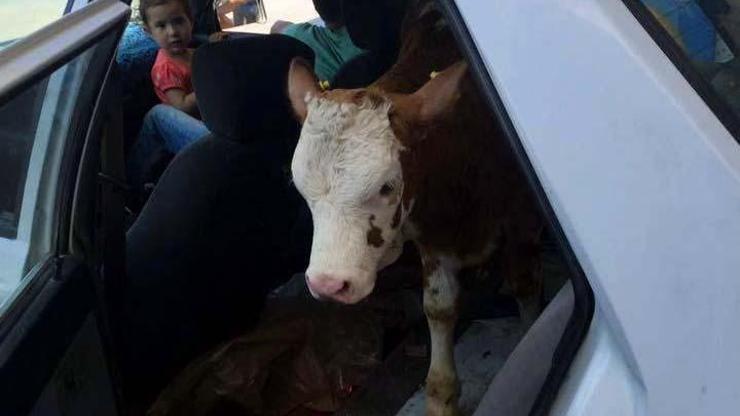 Otomobilin içindeki kurbanlık dana görenleri şaşırttı