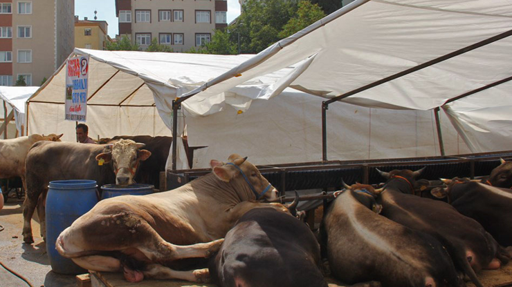Satılamayan kurbanlıkları ESK alacak