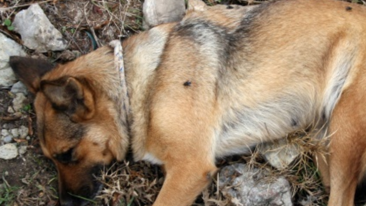 Arnavutköy’de köpeğe vahşet