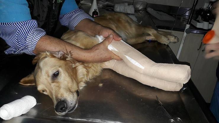 Havalimanında köpeğe akıl almaz işkence