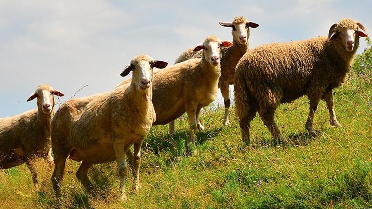 Kızını dolandırdı, emanet bıraktığı hayvanları sattı