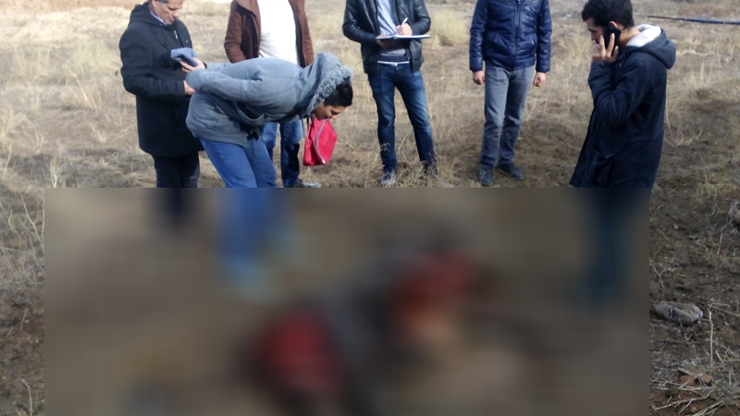 Iğdırda kurtlar ineği parçaladı