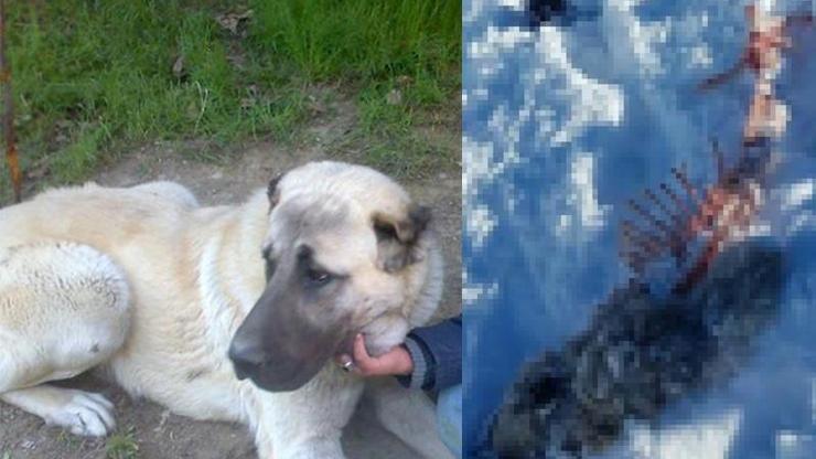 Ankarada aç kurtlar mahalleye inip köpeği yedi