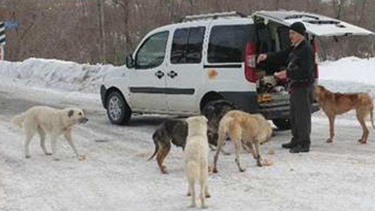 Köpekleri doyurmak için her gün 50 kilometre yol gidiyor