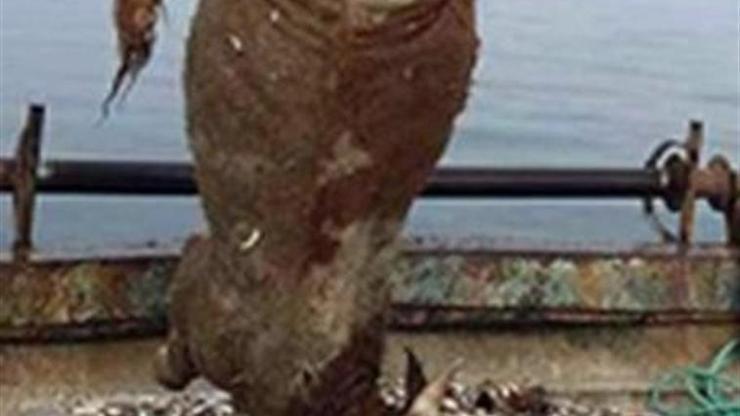 Balıkçı ağına takılan dana şaşırttı