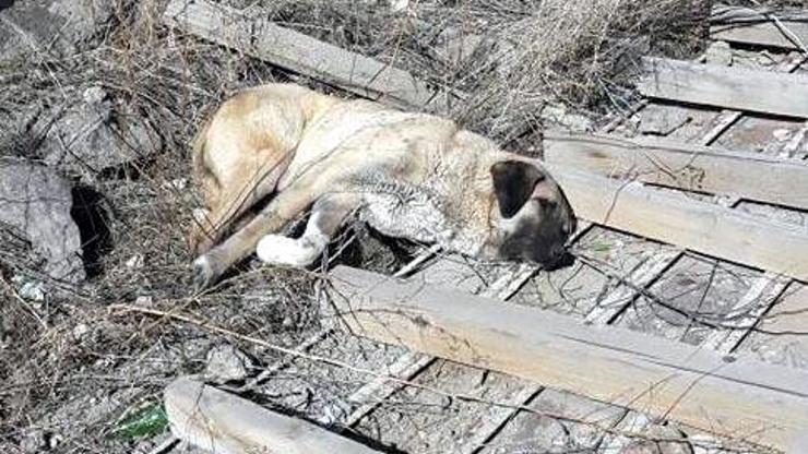 İnşaat demirleri altında kalan köpek kurtarıldı