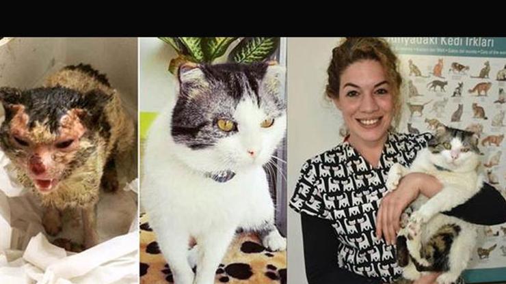 Yangında yaralanan kedi veterinere sığındı