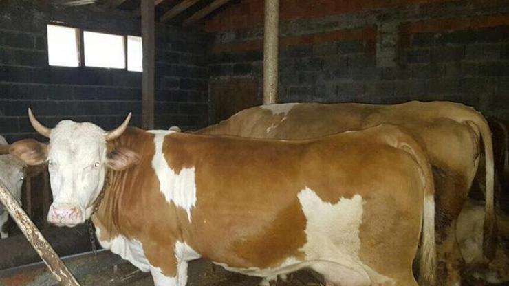 Meclis Üyesi Hollanda ineğini kesmekten vazgeçti