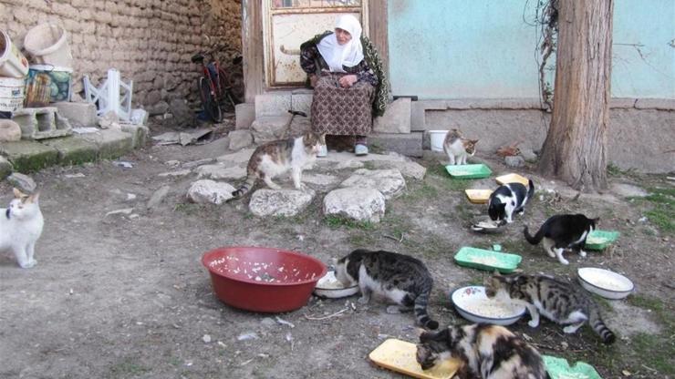 Sokak kedilerinin 87 yaşındaki Ummuhan ninesi