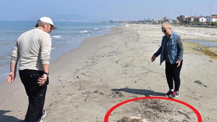 Kuşadasında yunus ölüsü kıyıya vurdu
