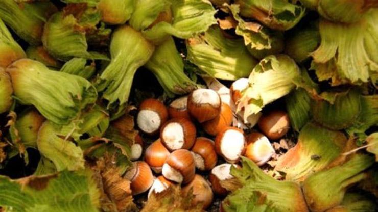 Fındık üreticileri için çok önemli uyarı