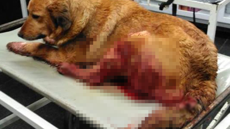 Vurulan köpeğe belediye sahip çıktı