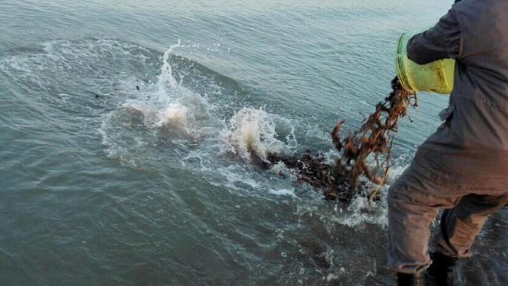 100 kilogram deniz patlıcanı ele geçirildi