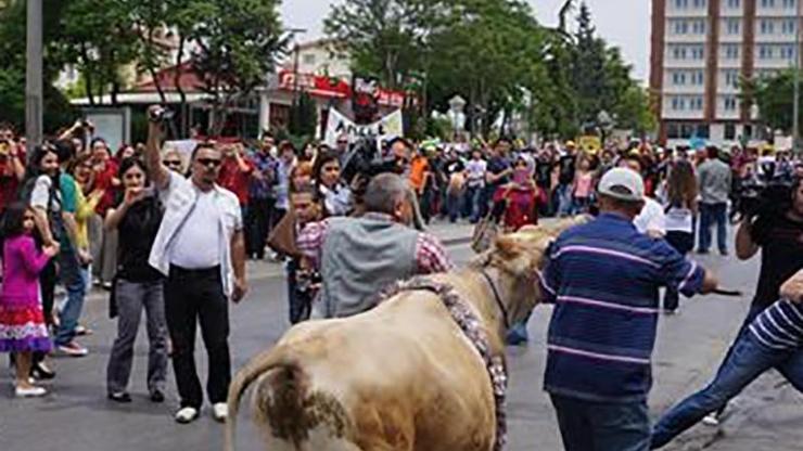 Mülkiyenin 80 yıllık geleneği yasak tanımadı: İnek Bayramı kutlandı