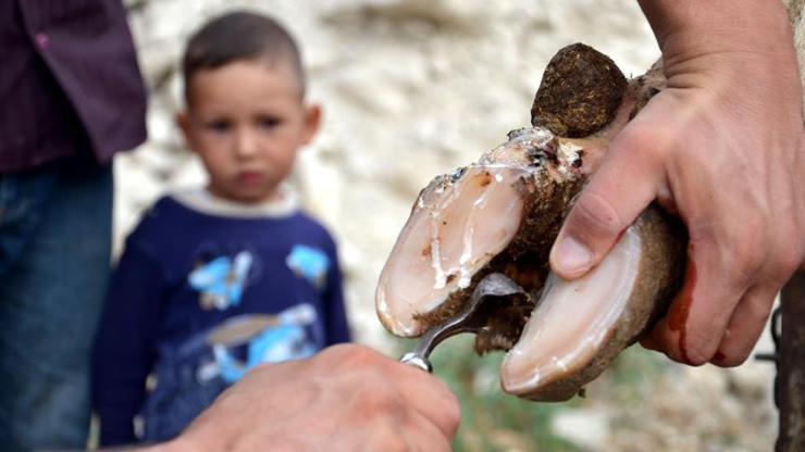 Pedikür yapılan inek daha çok süt veriyor