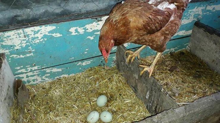 Yumurtayı görünce tavuğunu kesmekten vazgeçti