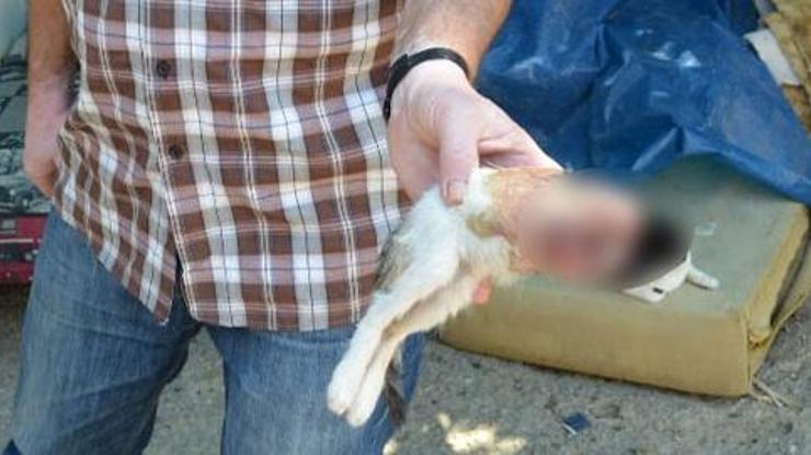 Bunu yapan insan olamaz: Yavru kedinin boğazını kestiler