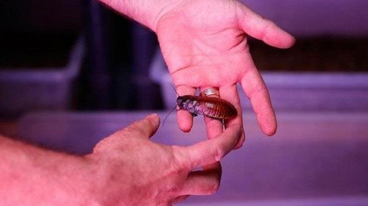 Hamam böceğinin tanesini 4 liradan satıyor