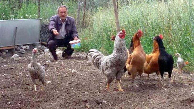 Gezen tavukların cezası iptal edildi