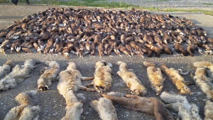 Kargo aracından yüzlercesi çıktı