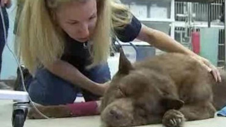 Köpeği canlı canlı gömerek ölümüne neden oldu