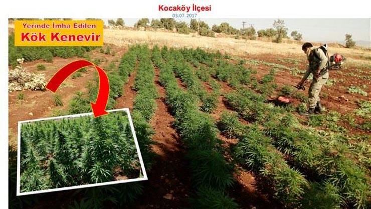Diyarbakırda 465 bin kök hintkeneviri ele geçirildi