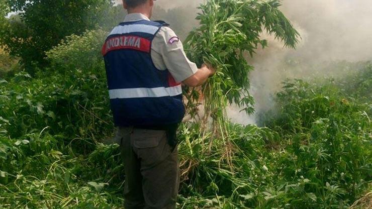 Jandarma arpa tarlasında 60 bin kök kenevir ele geçirdi