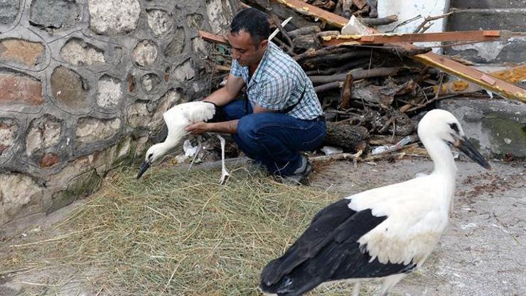 İki leylek yavrusu koruma altına alındı