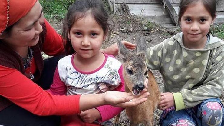 Yavru karacayı köpeklerin elinden aldılar