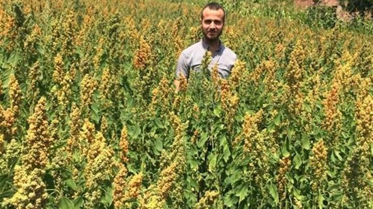 Bingölde kinoa hasadı başladı