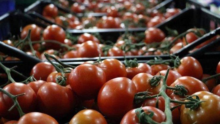 Rusya ile Türk domatesi için görüşmeler başlıyor