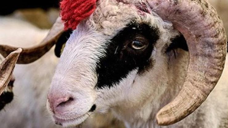 2017 Kurban Bayramı ne zaman: Kurbanlık fiyatları ne kadar