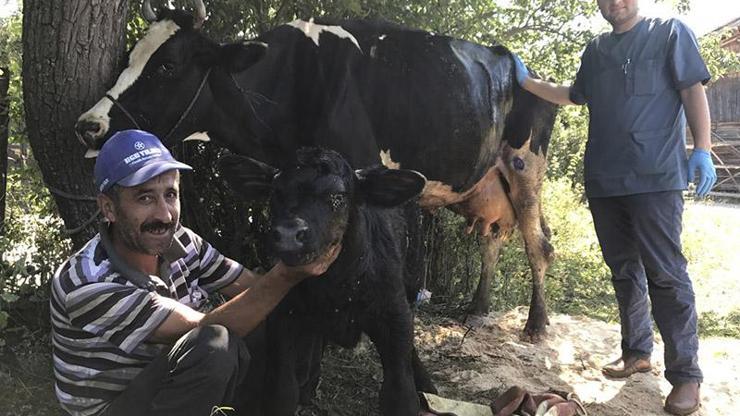 109 kiloluk buzağı sezaryenle doğdu
