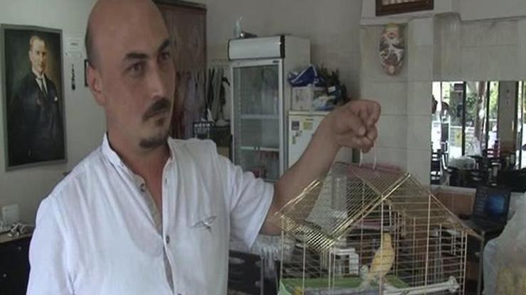 Kanarya ve sütlaçları bile çaldılar