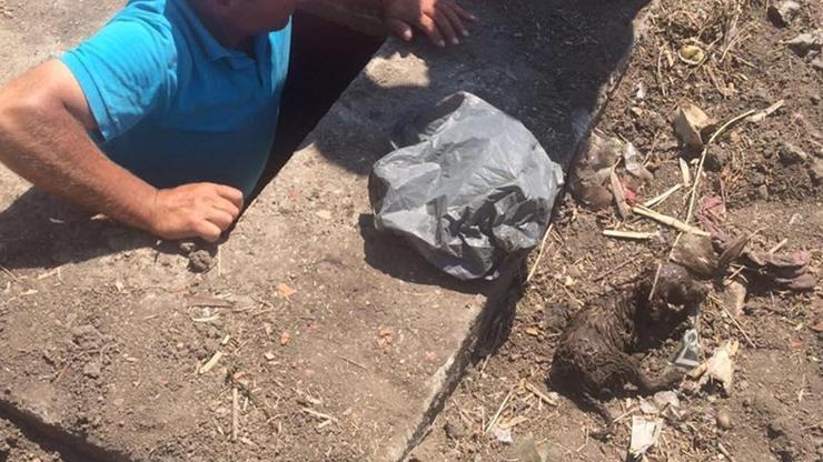 Foseptik çukuruna düşen yavru köpek kurtarıldı