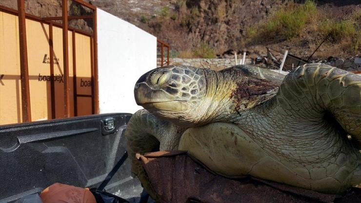 Ölü caretta caretta sahile vurdu