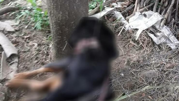 Bursada vahşet Köpeği çelik iple astılar