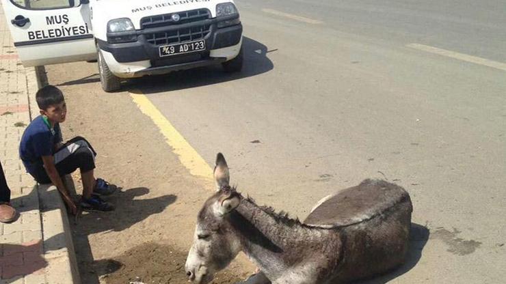 Eşek ve yavrusu bakım altına alındı
