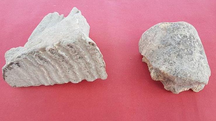 Adanada fil kalıntıları bulundu