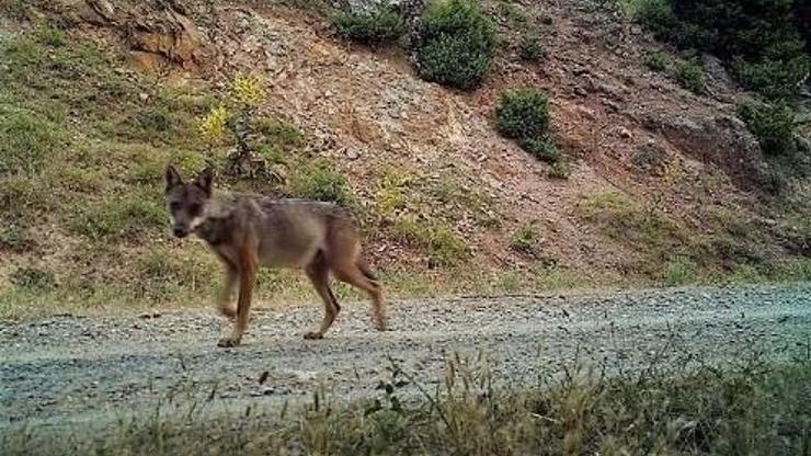 Köpekleri yiyen esrarengiz hayvan foto kapana yakalandı