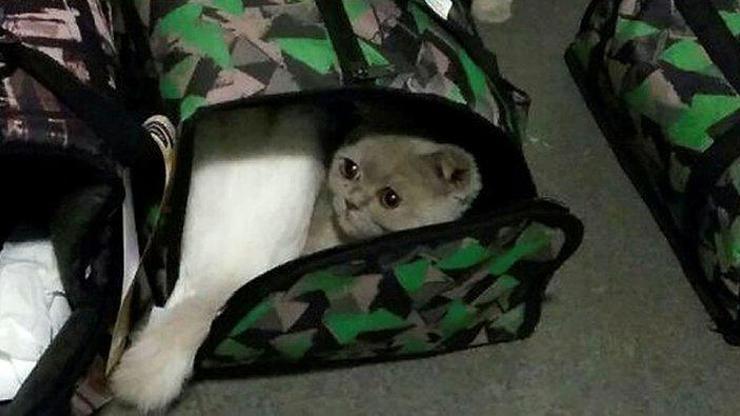 Şüpheli bavulların içinden 6 cins kedi çıktı