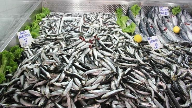 Hamsinin tahtını sardalya kaptı