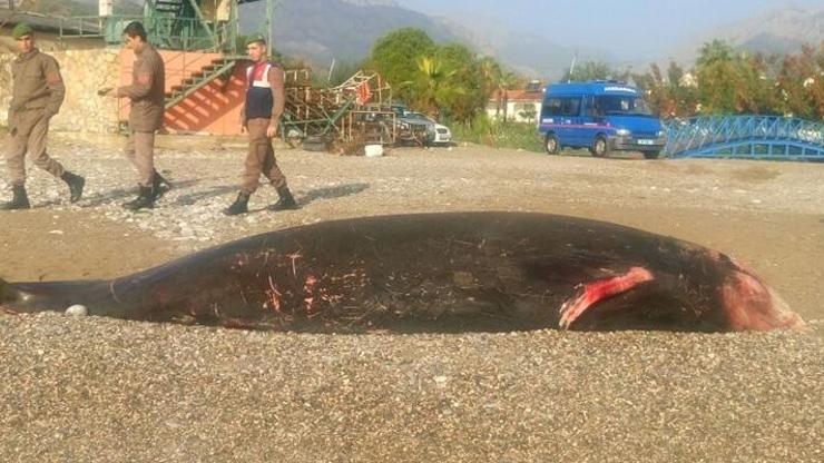 Antalyada görenler şaştı kaldı