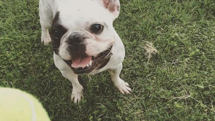 Köpeği olan insanların ölüm riski yüzde 36 daha az